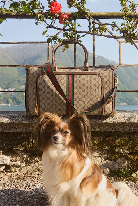 gucci pet zwart tijger|mytheresa gucci pets.